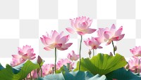 PNG  Lotus flowers sky outdoors blossom.