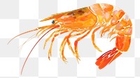 PNG  Prawn seafood animal shrimp.