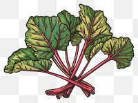 PNG Rhubarb vegetable plant food.