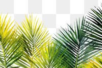 PNG Palm leaves backgrounds vegetation sunlight.