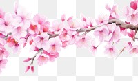 PNG Blossom backgrounds flower petal.