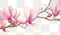 PNG Pink magnolia blossom flower petal.