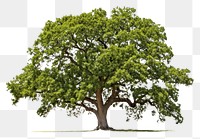 PNG  Oak tree plant white background tranquility.
