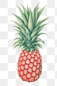 PNG  Wallpaper on pineapple fruit plant food