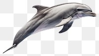 PNG  Dolphin animal mammal fish.