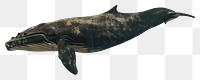 PNG  Whale underwater border animal mammal fish.
