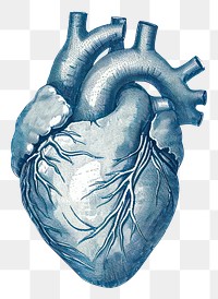 PNG  Antique of heart drawing sketch blue.