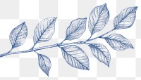 PNG  Antique of leaf drawing sketch plant