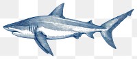 PNG  Antique of shark drawing animal sketch.