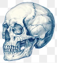PNG  Antique of skull drawing sketch anthropology.