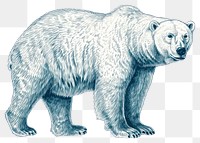 PNG  Antique of polar bear wildlife drawing mammal.