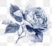 PNG  Antique of rose drawing sketch flower.