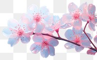 PNG Cherry blossom flower outdoors plant cherry blossom.