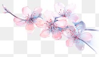 PNG Cherry blossom flower plant white background cherry blossom.