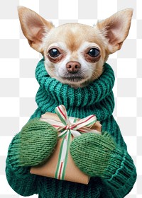 PNG  Chihuahua wearing green sweater and gloves portrait mammal animal.