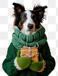PNG  Collie wearing green sweater and gloves portrait mammal animal.