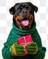 PNG  Rottweiler wearing green sweater and gloves portrait mammal animal.