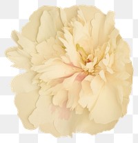 PNG  Peony shape ripped paper flower plant white.