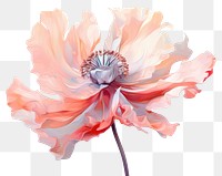 PNG Poppy flower blossom petal plant.