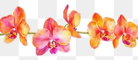 PNG  Orchid flower nature petal.