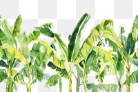 PNG  Banana tree backgrounds plant green.