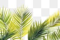 PNG  Palm leaves nature backgrounds sunlight.