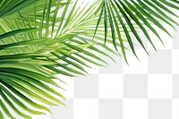 PNG  Palm leaves nature backgrounds outdoors.