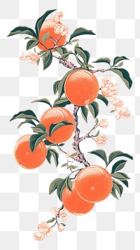 PNG  Chinese seamless element grapefruit plant food