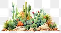 PNG  Cactus border plant creativity outdoors.