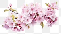 PNG Garland cherry blossom flower plant white