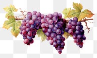 PNG Grape vines top border grapes painting fruit.