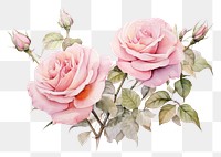 PNG Garland rose painting pattern flower.