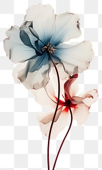 PNG  Flower petal plant white. AI generated Image by rawpixel.