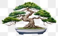 PNG Bonsai decorate plant tree white background.