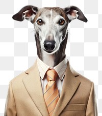 PNG Greyhound animal portrait mammal.