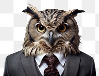 PNG Owl portrait animal photo.