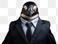 PNG Penguin animal portrait bird.