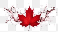 PNG Maple leaf plant splattered splashing. AI generated Image by rawpixel.