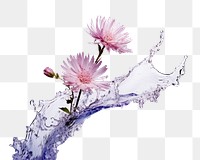 PNG Wildflower blossom petal plant. AI generated Image by rawpixel.