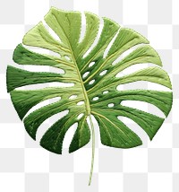 PNG Plant leaf xanthosoma freshness.