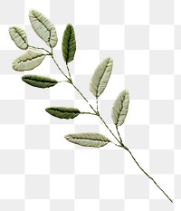 PNG Eucalyptus leaf in embroidery style plant medicine pattern.