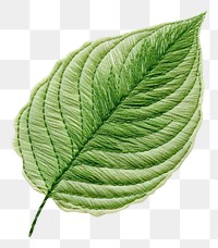 PNG Leaf in embroidery style plant freshness pattern.