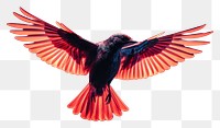 PNG  Bird flying animal hummingbird wildlife.
