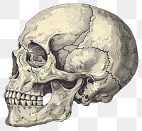 PNG Skull drawing sketch human.