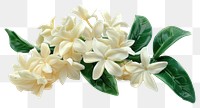 PNG Jasmine flowers plant petal white.