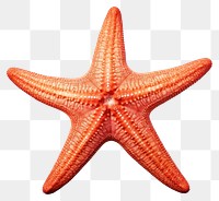 PNG Starfish white background invertebrate echinoderm.