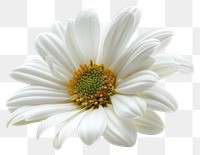 PNG White flower petal daisy plant.