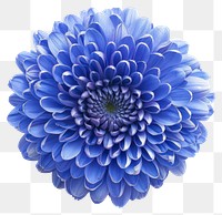 PNG Blue Chrysanthemum flower chrysanths dahlia.