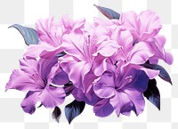 PNG Lilac blossom flower purple.