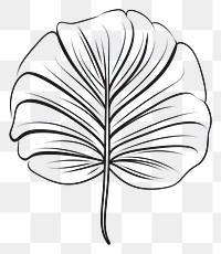 PNG A monstera sketch drawing plant.
